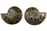 Cut & Polished, Crystal Filled Ammonite Fossil - Madagascar #308166-1